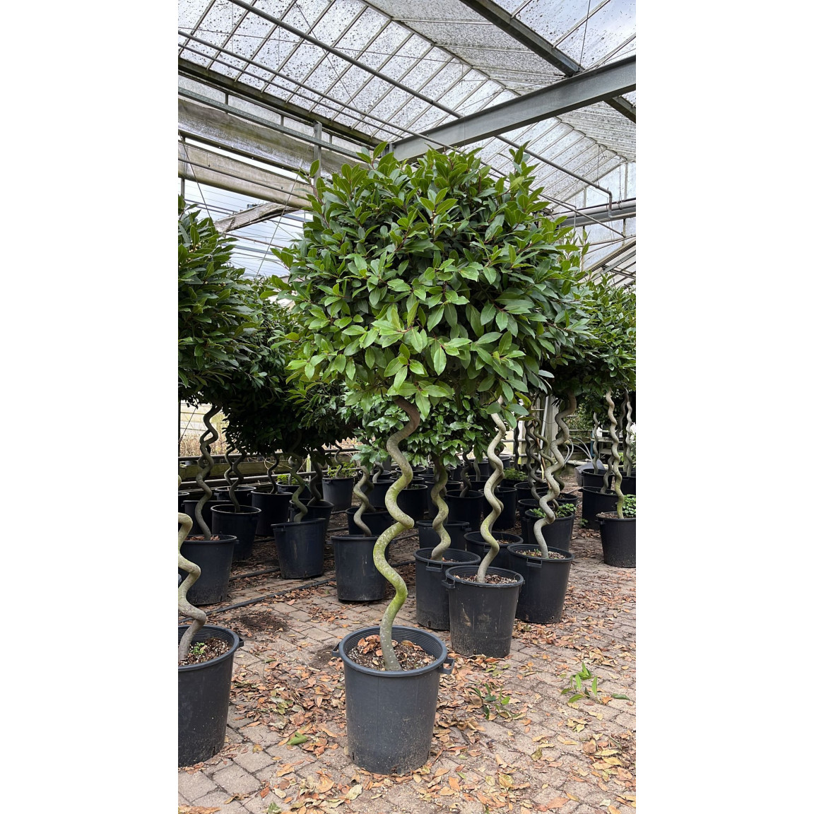 Bay tree Laurus Nobilis Ball on Twisted Stem, Planted height 180-190cm, Head size 70-75cm dia - DELIVERY JULY 2024