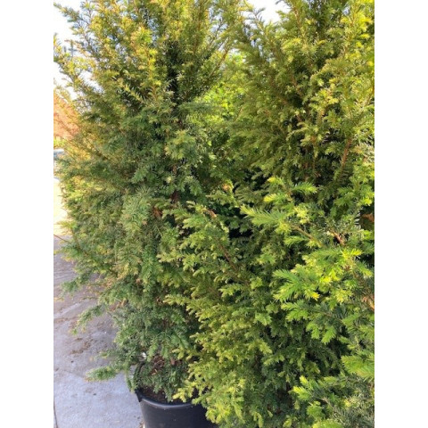 Taxus Baccata Hedging 175-200cm potted - SOLD OUT