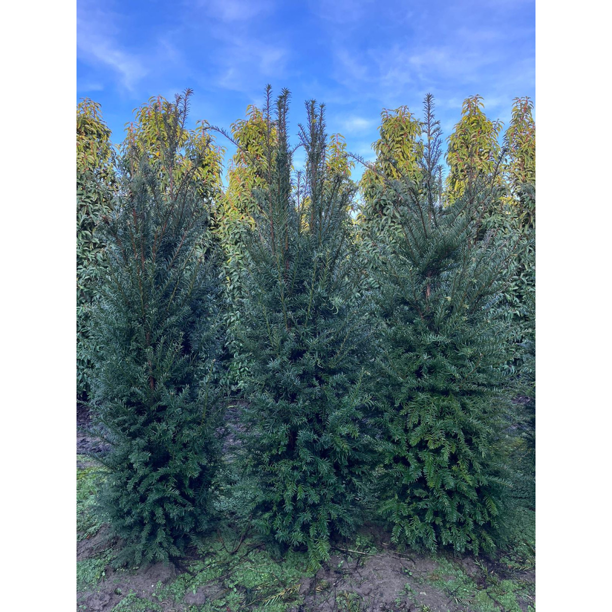 Hedging Taxus Baccata Rootballed 120-150cm plant height - TAKING ORDERS FOR AUTUMN 2024