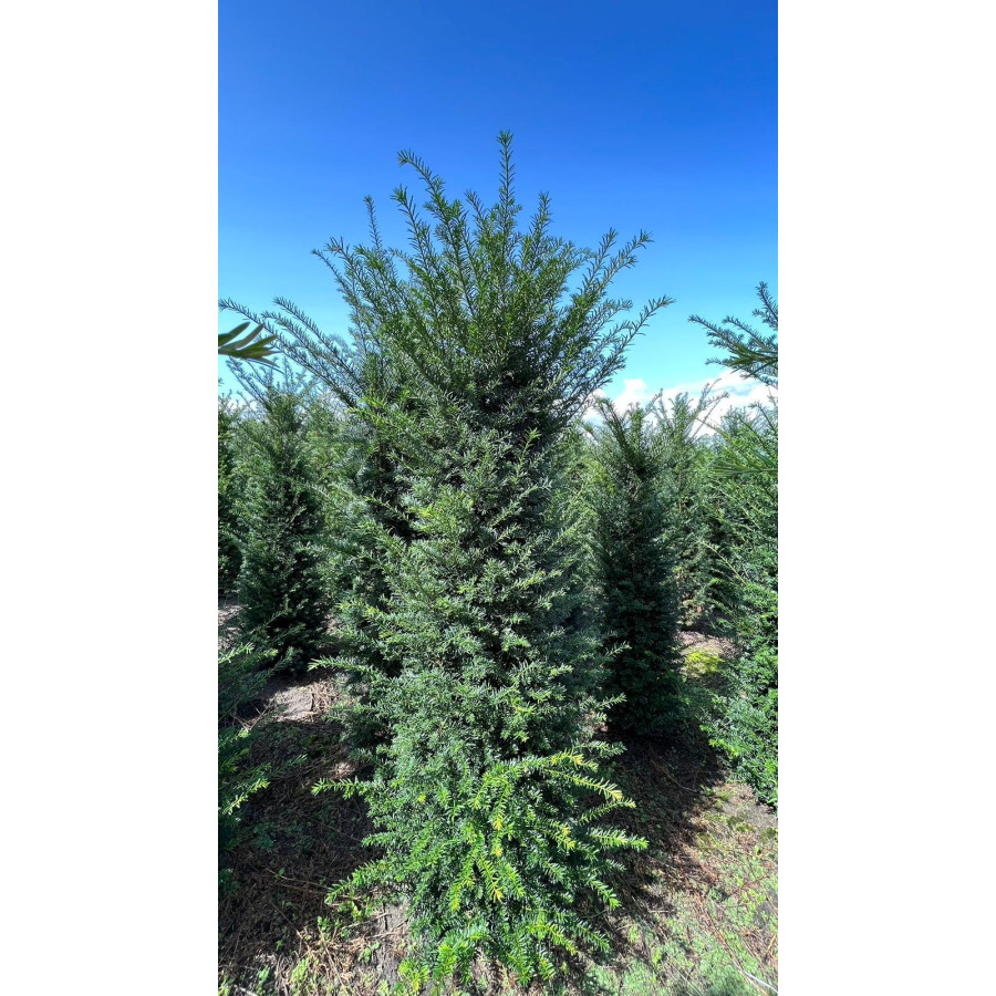 Hedging Taxus Baccata Rootballed 150-175cm plant height - TAKING ORDERS FOR AUTUMN 2024