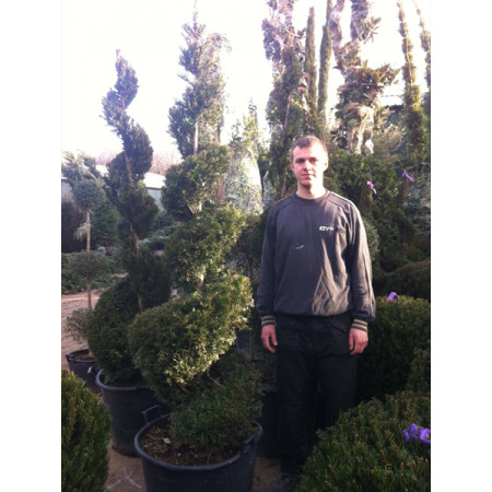 Taxus Baccata Spiral,  240cm (8ft) including pot