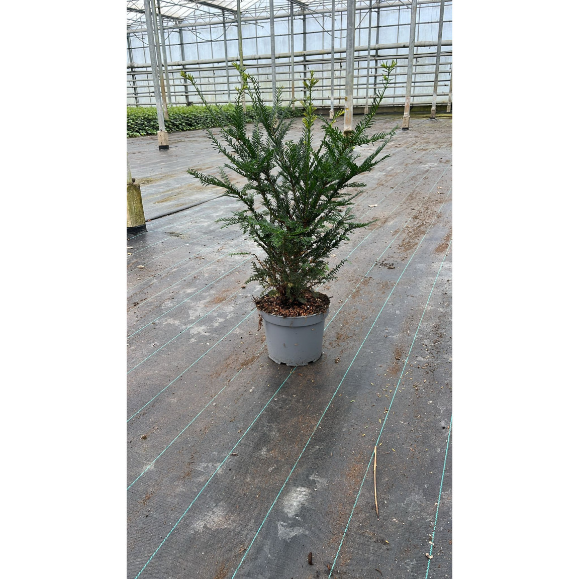 Taxus Baccata Hedging 50-60cm pot grown plant in 5lt pot