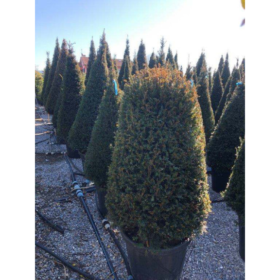 Taxus Baccata  'Beehive' 180cm including height of the pot, 70/90 lt pot