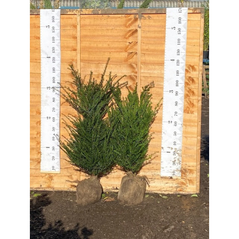 Hedging Taxus Baccata Rootballed 100-120cm plant height - TAKING ORDERS FOR AUTUMN 2024