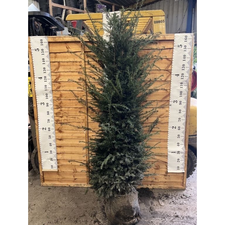 Hedging Taxus Baccata Rootballed 175-200cm plant height - TAKING ORDERS FOR AUTUMN 2024