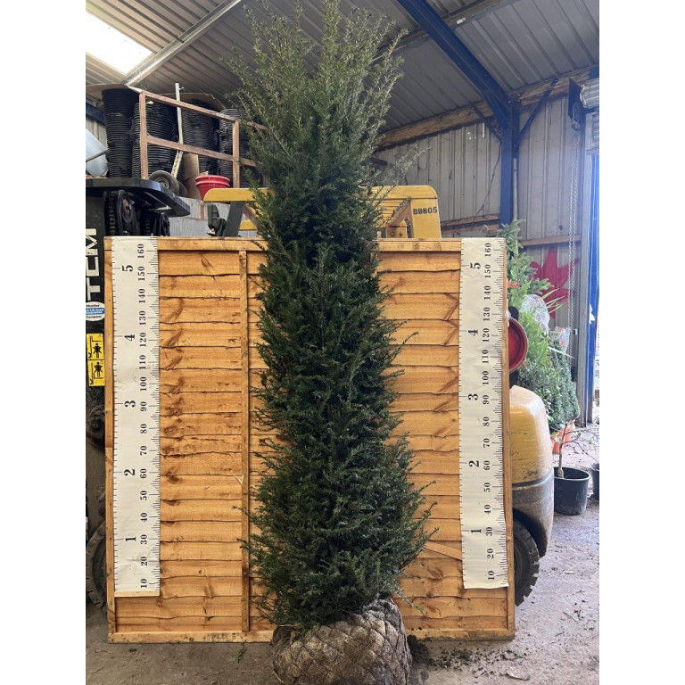 Hedging Taxus Baccata Rootballed 200-250cm plant height - AVAILABLE NOW