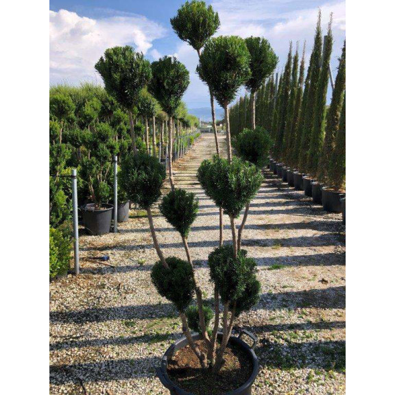 Taxus Media Hicksii Pon Pon, 150-160cm Planted Height, 50L