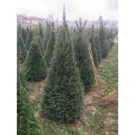 Taxus Yew Pyramid 4 sided Egyptian Pyramid 2-2 - 2.4m height of plant