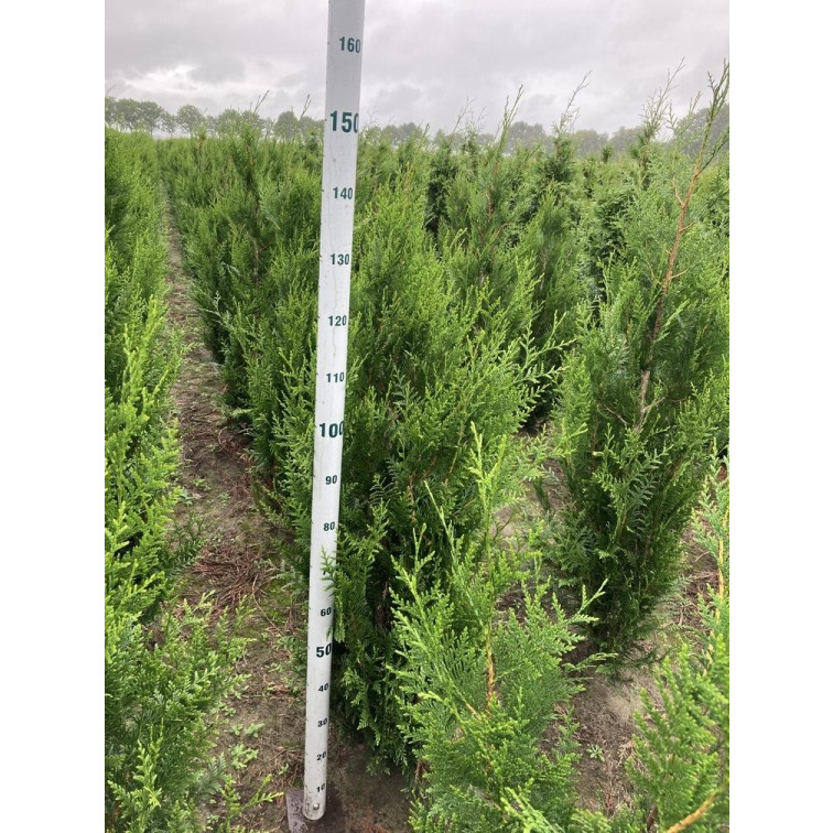 Thuja p. Atrovirens 100/120cm Rootball - AVAILABLE NOW