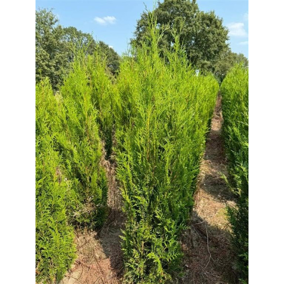 Thuja p. Atrovirens 120/150cm Rootball - AVAILABLE NOW