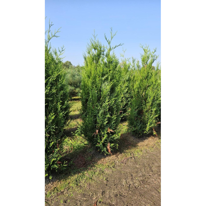 Thuja p. Atrovirens 175/200cm Rootball - AVAILABLE NOW