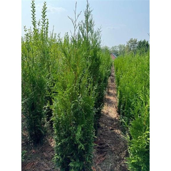 Thuja p. Atrovirens 200/250cm Rootball - AVAILABLE NOW