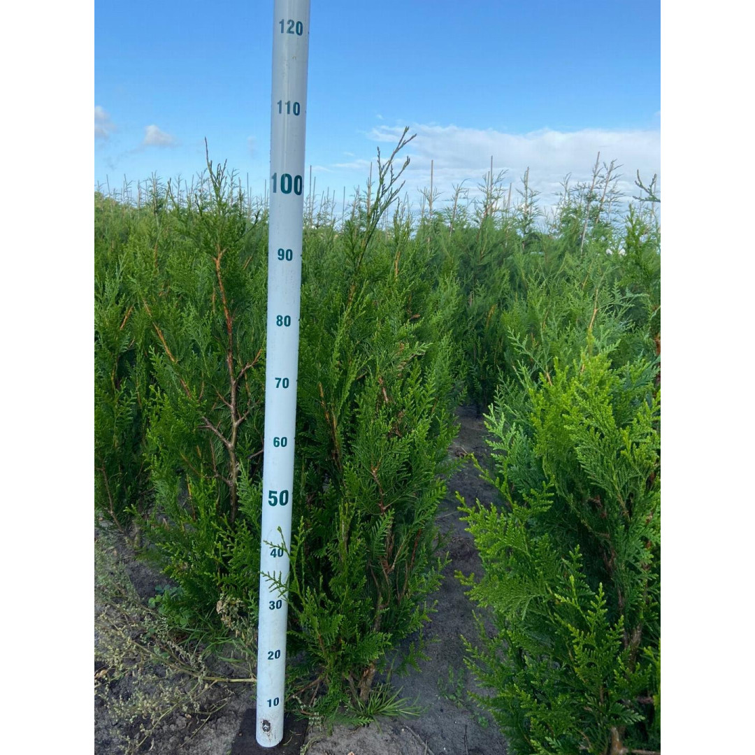 Thuja p. Atrovirens 80/100cm Rootball - AVAILABLE NOW