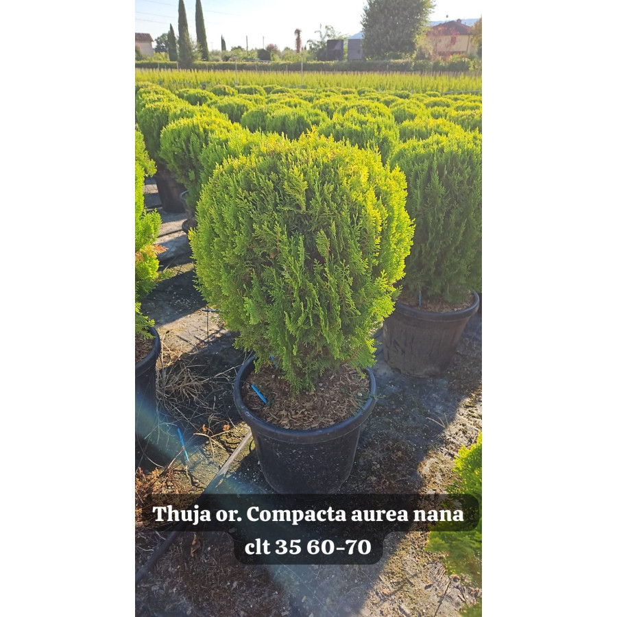 Thuja Orientalis Aurea Nana Ball, 60-70cm Diameter, 35lt Pot