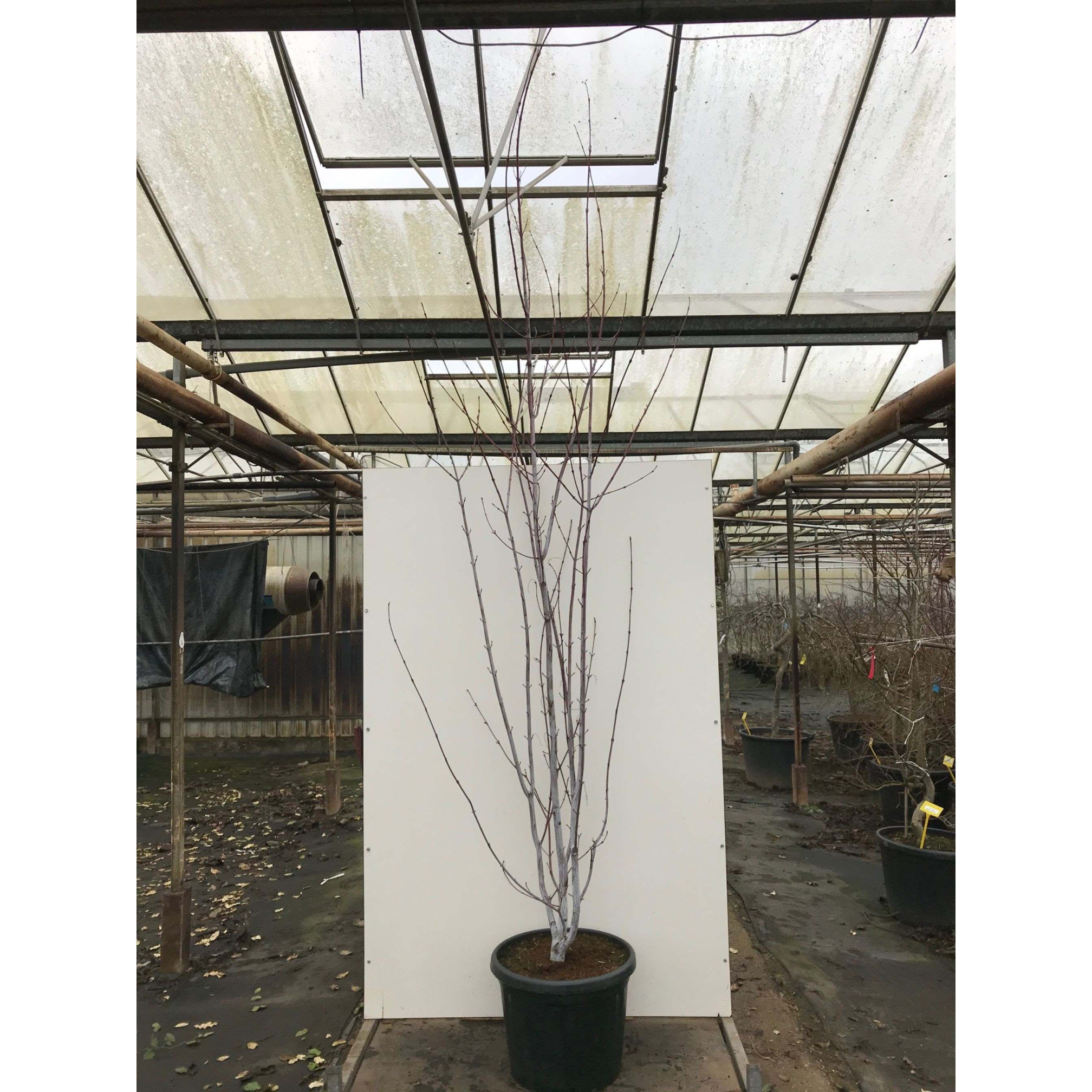 Acer davidii 'Viper' 250-300cm in 55lt pot