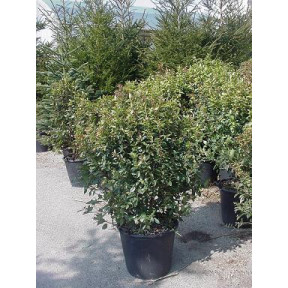 Viburnum Tinus (Eve Price) 80-100cm planted height 15 Litre pot