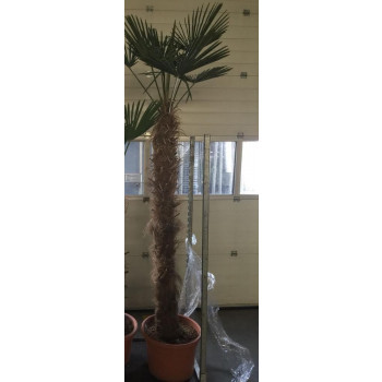 Trachycarpus Wagnerianus 170cm Trunk (Approx Total Height 280cm Including Pot)